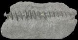 Archimedes Screw Bryozoan Fossil - Missouri #68677-1